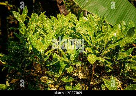 Goa, India. Foglie verdi di Codiaeum Variegatum in estate Sunny Day. Foto Stock