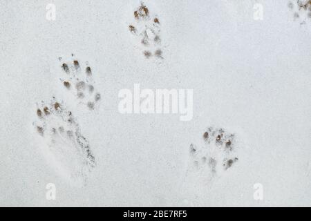 Impronte di scoiattolo rosso europeo sulla neve bianca Foto Stock