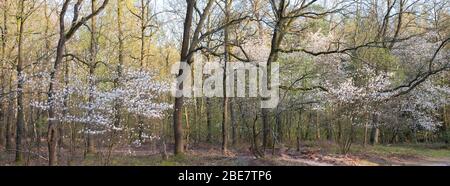 macchia oscura in fiore o amelanchier nella foresta olandese di inizio primavera nei paesi bassi Foto Stock