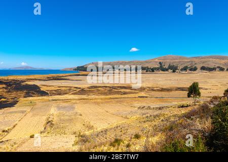 Agricoltura nella regione di Altiplano, Penisola Huata, Dipartimento la Paz, Bolivia, America Latina Foto Stock