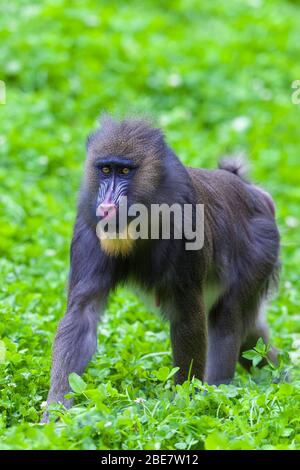 Trapano (Mandrillus leucofeeus), giovane maschio, prigioniero, Germania Foto Stock