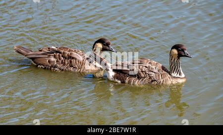 Hawaiian Oca, anche Nene (Branta sandvicensis), coppia di animali che nuotano in acqua, Maui, Hawaii Foto Stock