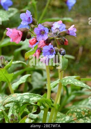 Primo piano di Pulmonaria in fiore. Foto Stock