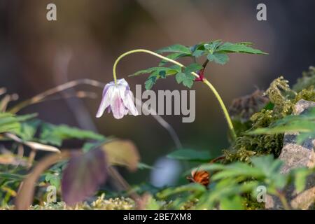 Legno Anenome (Anemone nemorosa) che inizia a fiorire in primavera Foto Stock