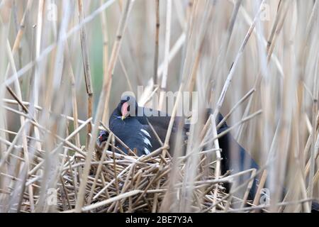 Nidificazione comune Moorhen Foto Stock