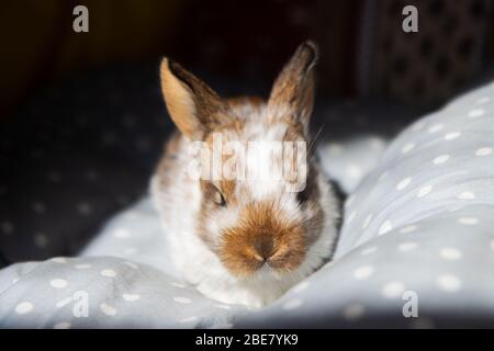 siamo stati a casa, un piccolo coniglio seduto nei cuscini Foto Stock