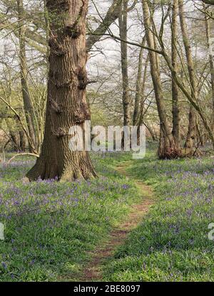 Pezzata del sole su di un bosco inglese via rivestita con molla Bluebells Foto Stock