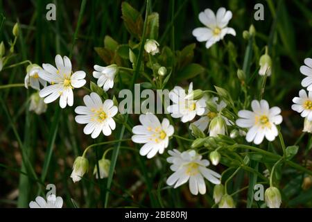 Fiori di stitchwort più grandi Stellaria holstea fiori bianchi a forma di stella che crescono in una siepe hedgerow in primavera Foto Stock