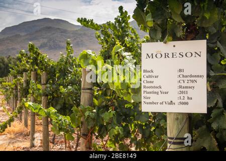 Sudafrica; Franschhoek; Moreson Winery, vitigni di Chardonnay piantati nel 2011 sul portainnesto Ramsey Foto Stock