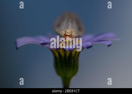 Lacewing comune in giardino Foto Stock