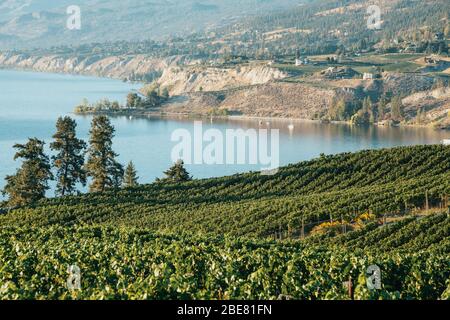 Okanagan Valley, vigneti vicino Penticton, British Columbia, Canada Foto Stock