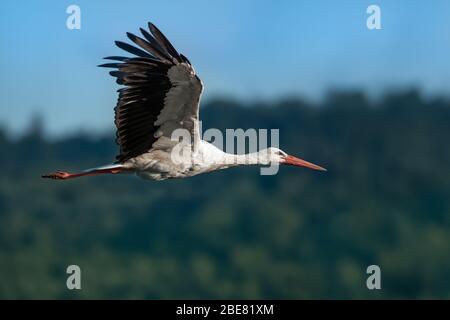 Foto di una cicogna volante presa contro una montagna vicino ad un lago Foto Stock