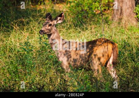 bull blu femmina o nilgai - antilope asiatico in piedi nel parco nazionale di Ranthambore, Rajasthan, India Foto Stock