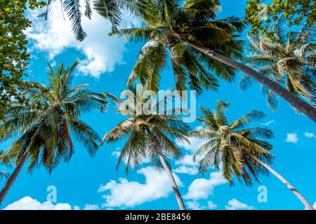 Rami di palme da cocco, dal basso verso l'alto, cielo blu e molti alberi di palme da parati Foto Stock