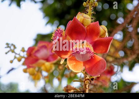 Fioritura di cannone palla albero. Il nome scientifico di questo fiore è couroupita guianensis. Fiore di Buddha e viene coltivato nei tropici. Foto Stock