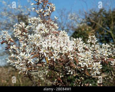 I delicati fiori bianchi di Amelanchier lamarckii contro un cielo azzurro Foto Stock