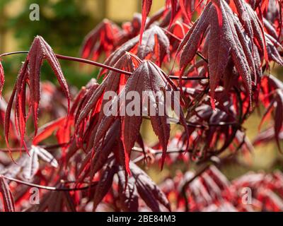 Un primo piano del fogliame rosso sangue di Acer Palmatum Bloodgood con luce del sole che splende attraverso di esso Foto Stock