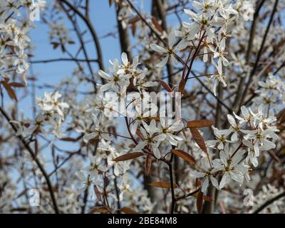 I delicati fiori bianchi di Amelanchier lamarckii Foto Stock