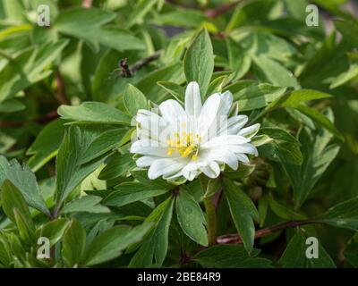 Primo piano di un singolo semi-doppio fiore bianco di Anemone nemerosa Yerda Ramusem Foto Stock