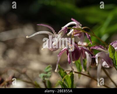 Un primo piano del ragno di paurve pallido come fiori di Epimedium Buckland Spider Foto Stock