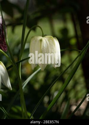 Un primo piano di un singolo fiore della forma bianca di Fritillaria meleagris - il fritillario della testa del serpente Foto Stock