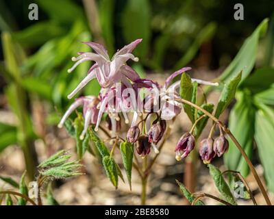 Un primo piano del ragno di paurve pallido come fiori di Epimedium Buckland Spider Foto Stock