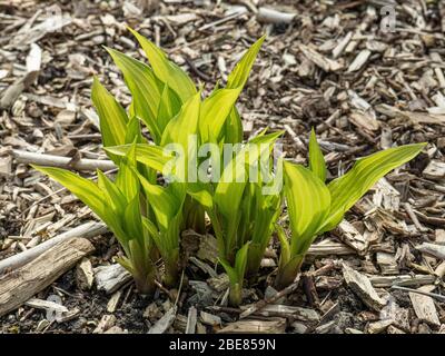 Il sole di mattina presto splende le foglie appena emerse dell'alba cinese dell'Hosta Foto Stock