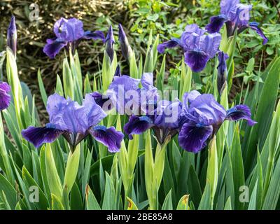 Un gruppo di fiori blu intenso del nano Iris Brannigan Foto Stock