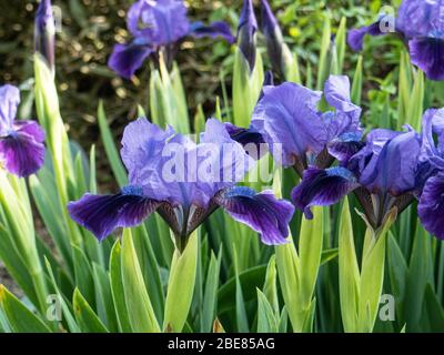 Un gruppo di fiori blu intenso del nano Iris Brannigan Foto Stock