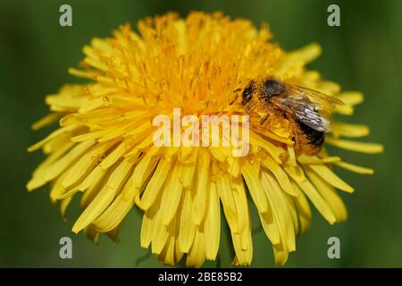 Primo piano di un'ape europea scura (Apis mellifera mellifera) ricoperta di polline seduta su una testa di fiore dente di leone fiorente e raccolta nettare Foto Stock