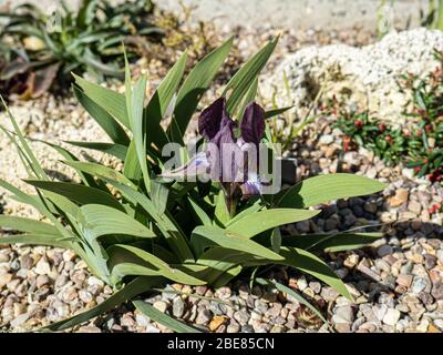 Il profondo viola miniatura Iris, Iris suaveolens fiorito in un giardino lavello Foto Stock