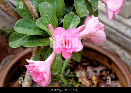 Desert Rose è un colore dei fiori. Rose del deserto sono Thai fiore. Foto Stock