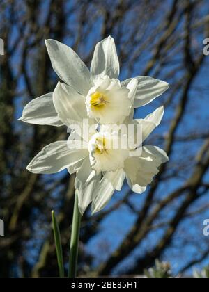 Un primo piano dei fiori bianchi puri os Narcissus Thalia contro un cielo blu Foto Stock