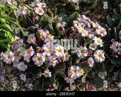 Un grumo della Primula Guinevere mostra un mss di fiori centrati giallo rosa pallido Foto Stock