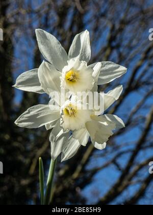 Un primo piano dei fiori bianchi puri os Narcissus Thalia contro un cielo blu Foto Stock