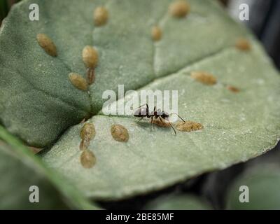 Un primo piano di una formica mungendo un insetto di scala su una foglia di ciclamino Foto Stock