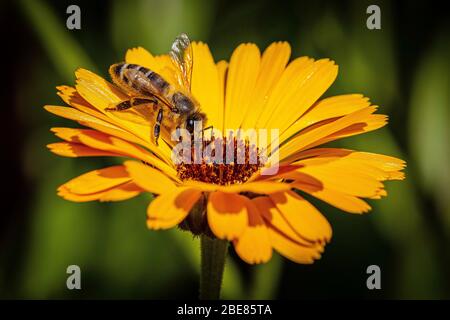 Ape su un fiore giallo Foto Stock