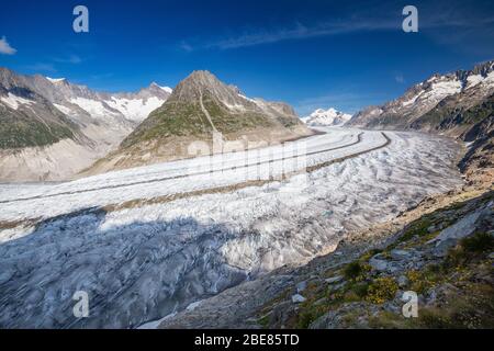 Il ghiacciaio Aletsch. Aletschgletscher. Alpi Bernesi orientali nel cantone svizzero del Vallese. Svizzera. Foto Stock