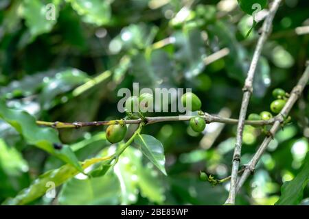 Caffè arabica verde in grani su albero di caffè, caffè verde in grani Foto Stock