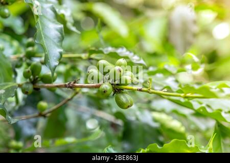 Caffè arabica verde in grani su albero di caffè, caffè verde in grani Foto Stock