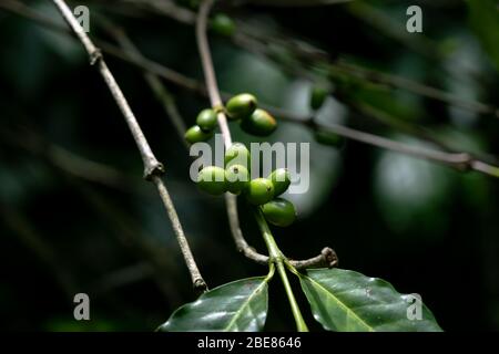 Caffè arabica verde in grani su albero di caffè, caffè verde in grani Foto Stock
