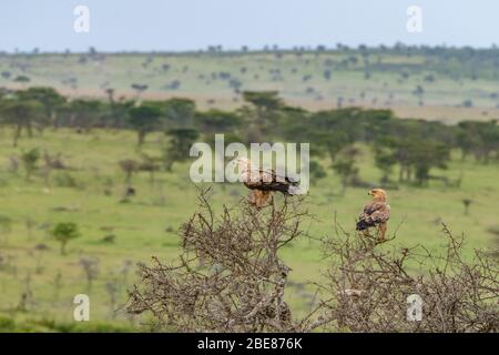 Coppia di aquile africane Tawny appollaiate tra le cime degli alberi che scannano la savana per la preda nel Masai Mara, Kenya Foto Stock