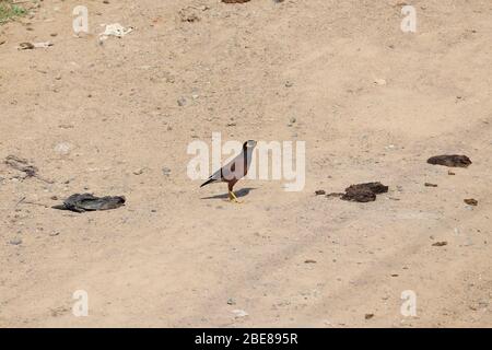 immagine della myna femminile seduta sul sentiero, sfondo uccello Foto Stock
