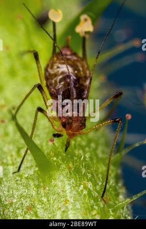 Greenfly apide su un gambo del bramble. Foto Stock
