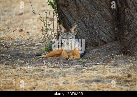 Femmina nera-backed Jackal custodendo il suo den Foto Stock