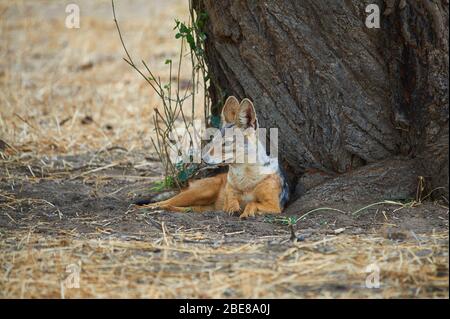 Femmina nera-backed Jackal custodendo il suo den Foto Stock