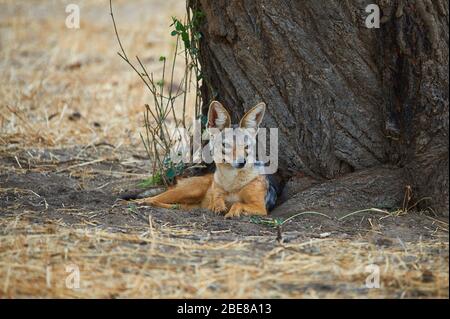 Femmina nera-backed Jackal custodendo il suo den Foto Stock