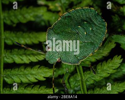 Immagine macro di un bug dello scudo Foto Stock