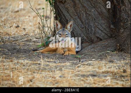 Femmina nera-backed Jackal custodendo il suo den Foto Stock