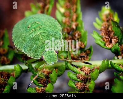 Immagine macro di un bug dello scudo Foto Stock